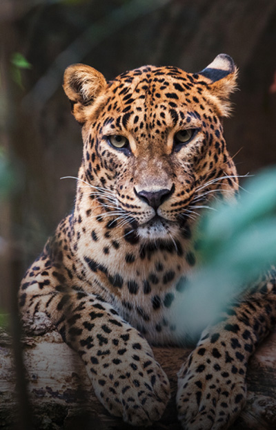 Attractions in Sri Lanka